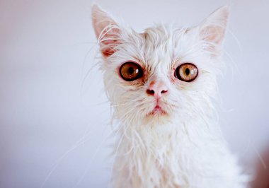 Komik Islak Kedi Banyo yaptıktan sonra