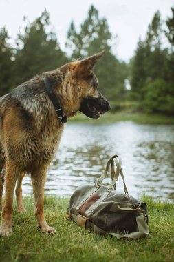 Alman çoban köpeği sakin bir gölün yanındaki spor çantasının yanında duruyor..