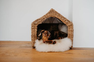 Dokuma Evi 'nde Mini Dachshund Köpeği Doğal Kemik Tedavisini Çiğniyor