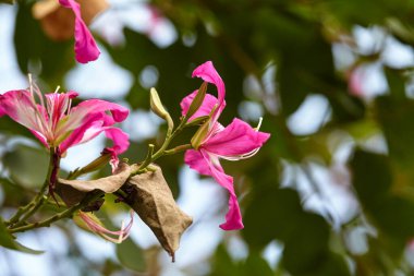Dal üzerinde açan pembe kelebek ağacının yakın plan görüntüsü