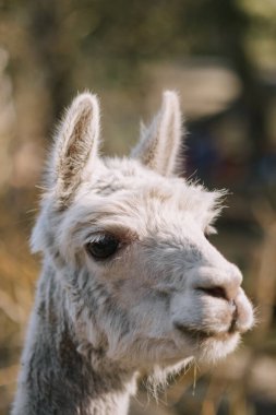 Sakin bir açık hava ortamında meraklı bir alpaka yakın plan.