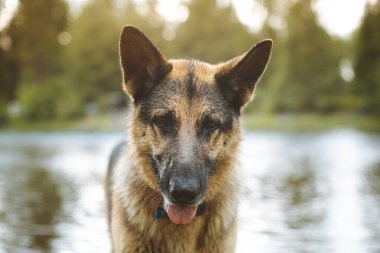 Alman çoban köpeği gölün kenarında huzurlu bir anın tadını çıkarıyor..