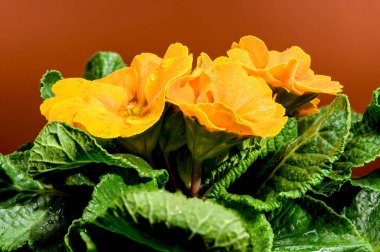 Kahverengi arka planda, Çiçekli Turuncu Primula Çiçekleri