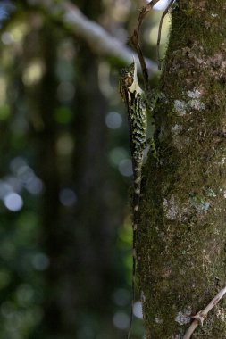 Sri Lanka Boynuzlu Kertenkele ağaca tırmanıyor