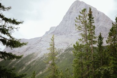 Canmore yakınlarındaki yüksek dağ ve orman manzarası, Alberta