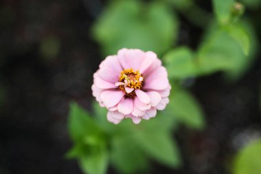 Bahçe yatağında pembe zinnia çiçeği