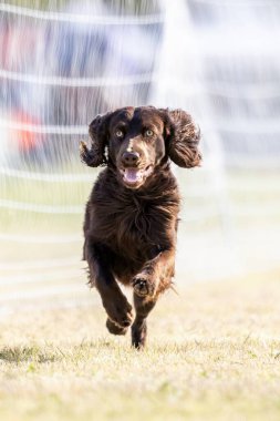 Boykin Spaniel Yem Koşu Pisti Koşu Köpek Sporu