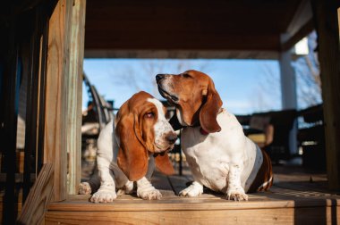 2 Basset av köpeği evde güvertede yan yana oturuyor.