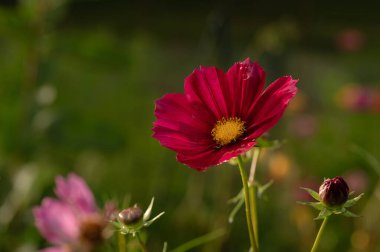 Minik solucan renkli Fuchsia Pembe Bahçesi Cosmo 'da saklanıyor.