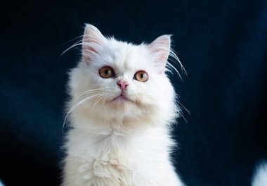 Şirin bir yüzü olan sevimli bir kedi yavrusu.