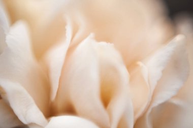 Makro resim yumuşak beyaz çiçek yaprakları