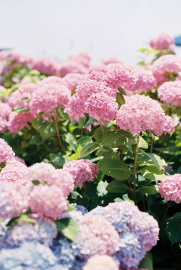 Mavi ortancalı pembe ortanca ön planda bulanık