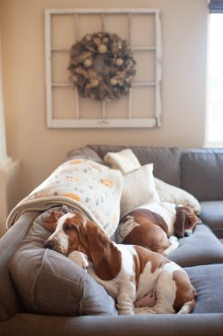 2 köpek sıcak güneş ışığında kanepede birlikte uyur.