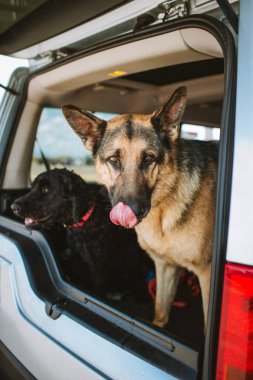 Alman Çoban ve Labrador arka koltukta bekliyorlar..