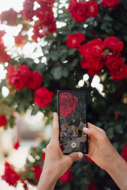 Smartphone Kameralı Kırmızı Güller