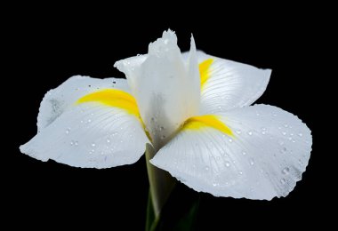 Beyaz Iris Hollandica Alaska Çiçeği siyah arka planda