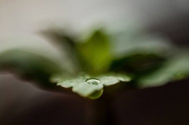 Su damlacıklı makro resim yeşil yaprak