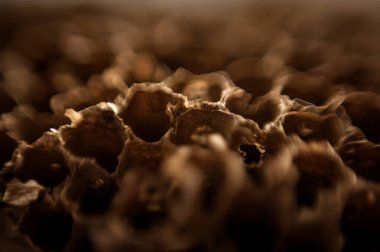 Makro resim kağıdı eşekarısı yuvası