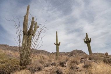 Saguaro Kaktüs Üçlüsü Rocky Arazi Mavi Gökyüzü, Arizona Çölü