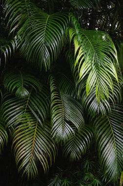 Kosta Rika yağmur ormanlarındaki büyük yeşil palmiye yapraklarıyla dolu çerçeve.