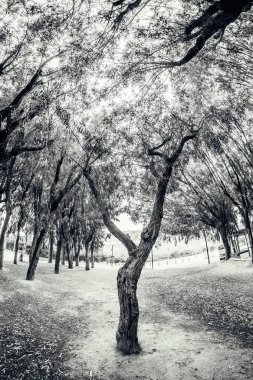 Villajoyosa Torres sahilindeki okaliptüs ormanı.
