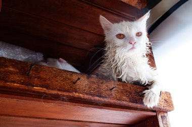 Banyodan sonra komik beyaz angora kedisi