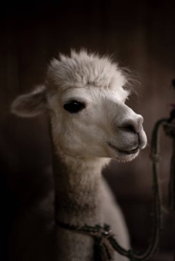 Koyu bir arkaplan karşısında beyaz alpakanın yan görünümü.