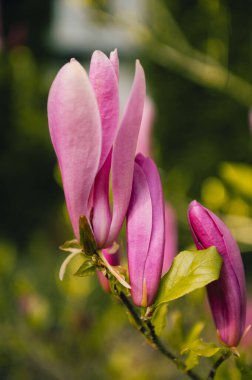 Pembe Manolya Bud Bahar Güneşi Açılışı