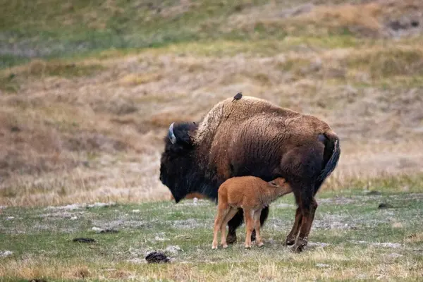 Anne Bison ve Bebek Dana Yellowstone Ulusal Parkı 'nda hemşire.