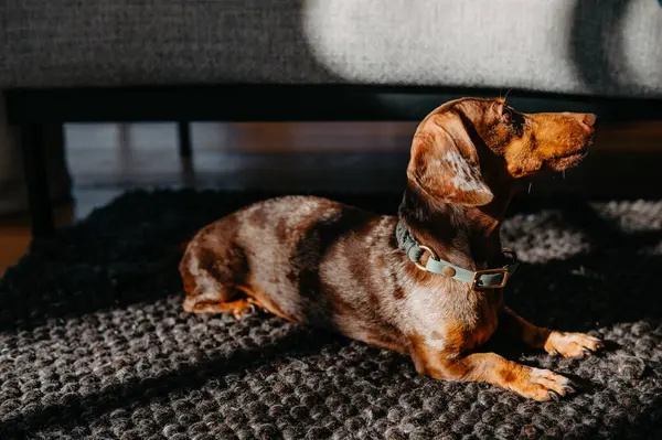 Sadık küçük Dachshund Refakatçisi Karanlık Örgü Halıda Dinleniyor