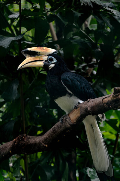 Портрет Палавана Хорнбилла, сидящего на дереве