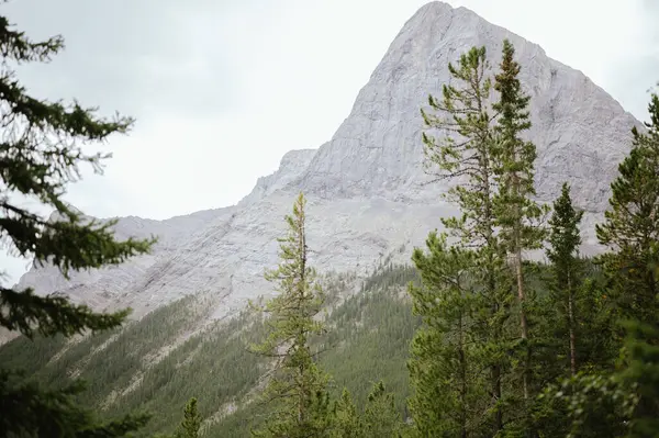 Canmore yakınlarındaki yüksek dağ ve orman manzarası, Alberta