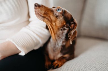 Mini Dachshund. Eşsiz mavi gözlü. Sahibinin yanında oturuyor.
