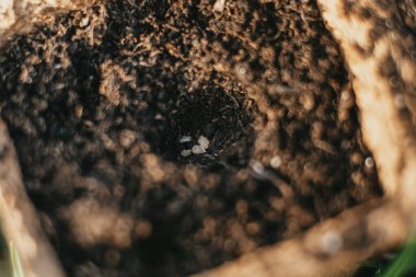 Bio Domates Tohumları Toprakta Büyümeye Hazır