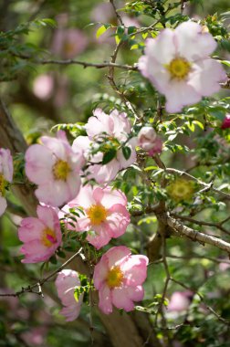 Pembe kır çiçekleri yemyeşil bir bahçede, yumuşak güneş ışığı altında açar..