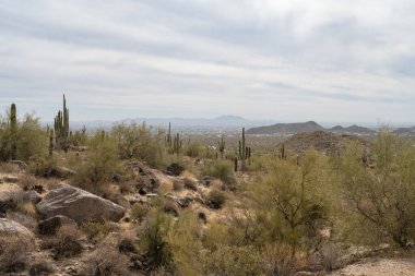 Puslu Şehir Manzarası Phoenix, Arizona Dağları, Saguaro Kaktüsü