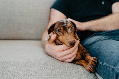 Erkek eller evde küçük bir dachshund 'a sarılıyor.