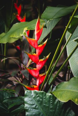 Kosta Rika 'da yeşil yapraklara karşı kırmızı helikonya çiçeğini kapat.