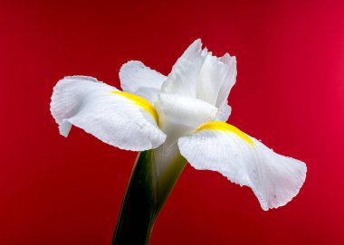 Beyaz Iris Hollandica Alaska Çiçeği kırmızı arka planda