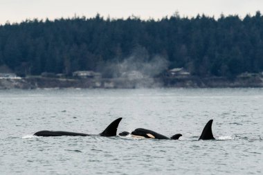 Bigg 'in Katil Balinaları Puget Sound' da geziyor.