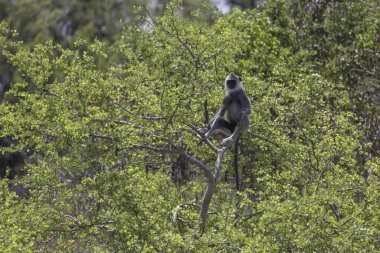 Langur ağacın tepesinde.