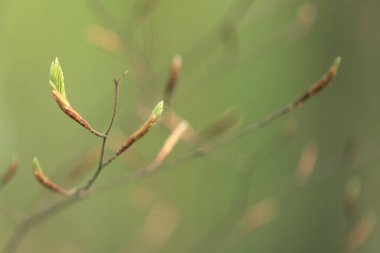 Bir dalda yeşil yapraklar