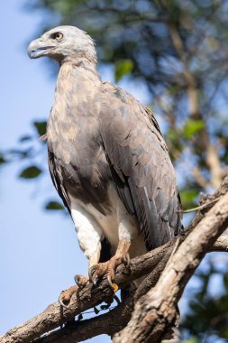 Beyaz karınlı Deniz Kartalı güneşin altında bekliyor.