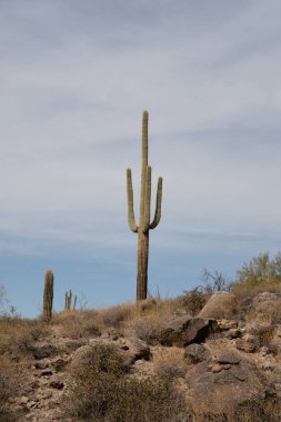 Phoenix, Arizona 'daki Arid Çölü' nde görkemli Saguaro Kaktüsü.
