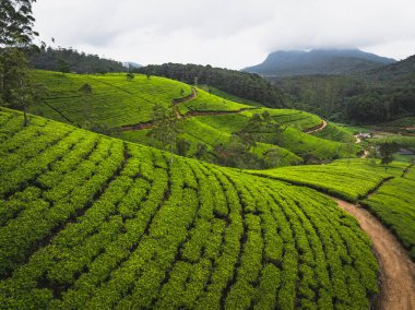 Havadan bakıldığında çay alanları
