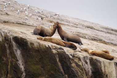 Steller 's Sea Lions grubu Rocky Shore' da martılarla dinleniyor.