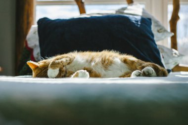 Turuncu Tekir Kedi Gündüz Yatağında Kestiriyor