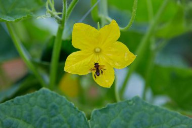 Bal arısına yakın plan, salatalık çiçeğinin içinde nektar saklıyor.