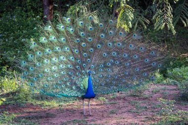 Hintli Peafowl hüzünlerini gösteriyor