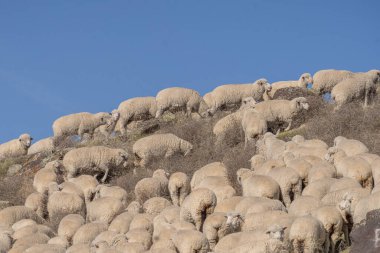 Yamaçta koyun sürüsü